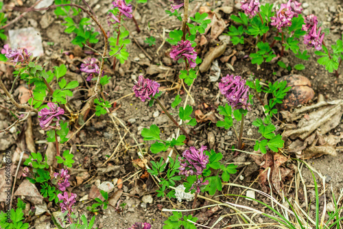 Corydalis solida on a garden. Traditional spring plant in forest of northern Europe and Asia