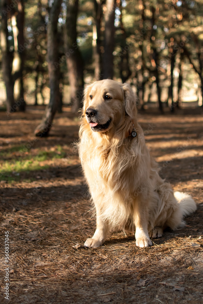 Golden Retriever in a pine forest Golden Retriever in a pine forest