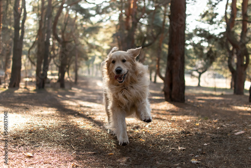 Running Golden Retriever in a winter pine forest