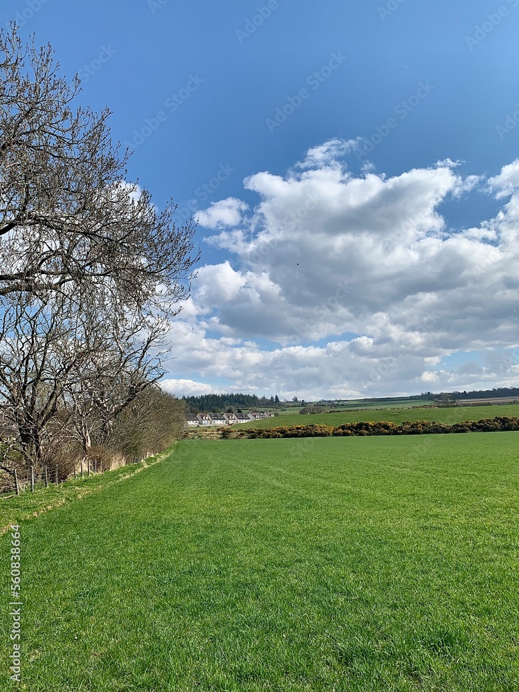Obraz premium field and blue sky