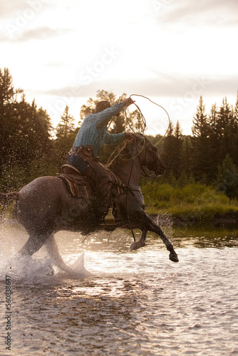 Western horses