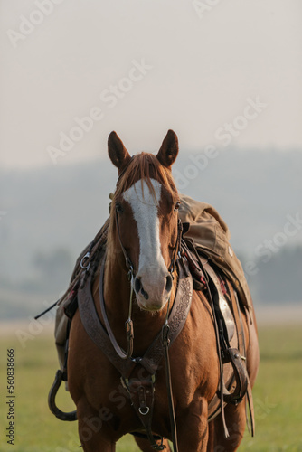 Western horses