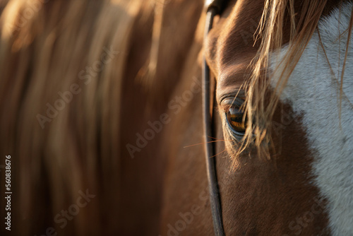 Western horses photo