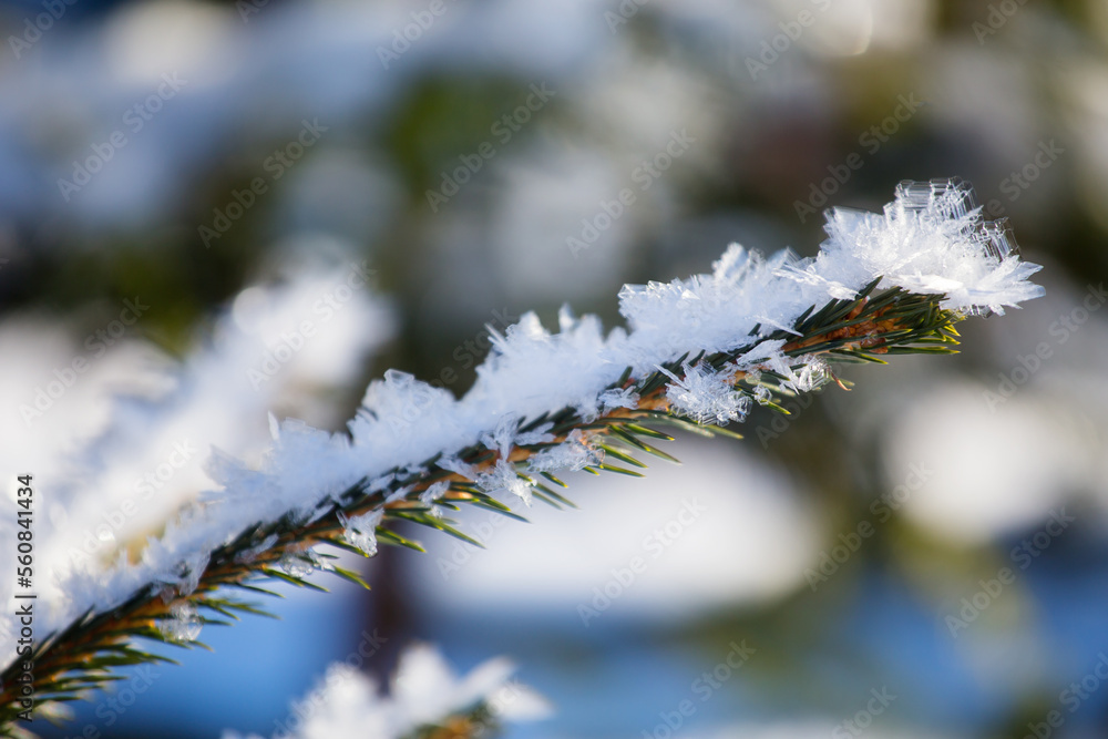 Closeup of a branch covered with snow