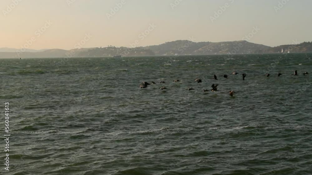 Slow Motion Panning Shot Of Seagulls Flying Over Sea Against Mountain During Sunset - San Francisco, California Slow Motion Panning Shot Of Seagulls Flying Over Sea Against Mountain During Sunset - San Francisco, California