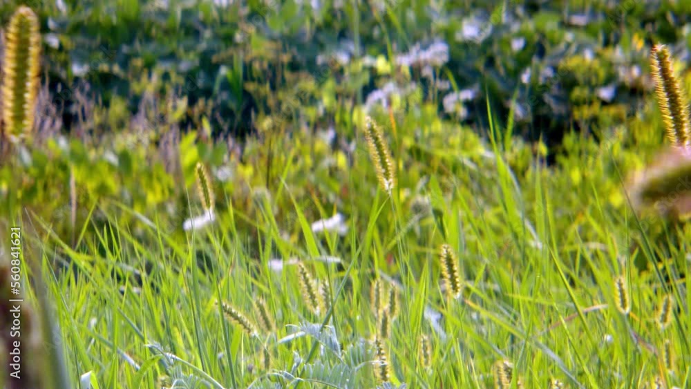 grass in the wind grass in the wind