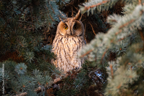 christmas owl