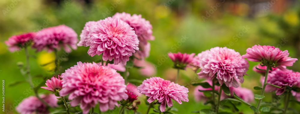 Pink autumn chrysanthemum flowers Pink autumn chrysanthemum flowers