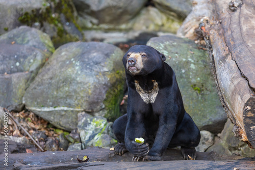 Malayan bear - Helarctos malayanus - the smallest bear species. He is black, eating fruit on a rock. © Roman Bjuty