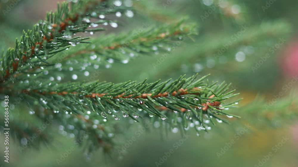 Beautiful Background with fresh Fir Tree with dew or water drops. Spruce branches. Pine branch. Pine tree. Natural coniferous background texture. Needles on the branches close-up. Spring forest