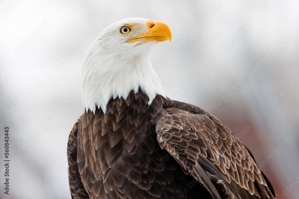 Profile portrait view of an American Bald Eagle with a white winter background Profile portrait view of an American Bald Eagle with a white winter background
