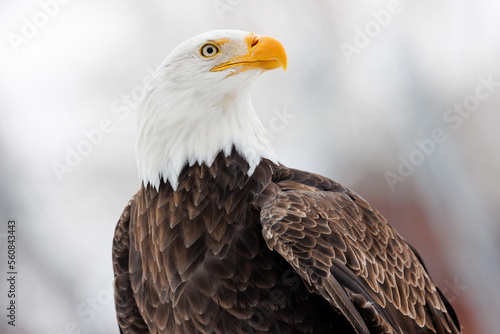 Profile portrait view of an American Bald Eagle with a white winter background