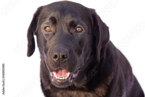 Labrador retriever isolate. The dog is black on a white background. Animal  pet.