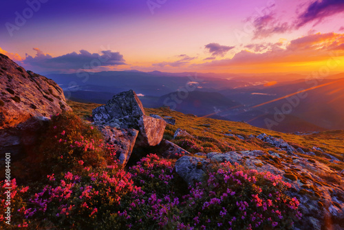 Fotografie blooming pink rhododendron flowers, amazing panoramic nature scenery