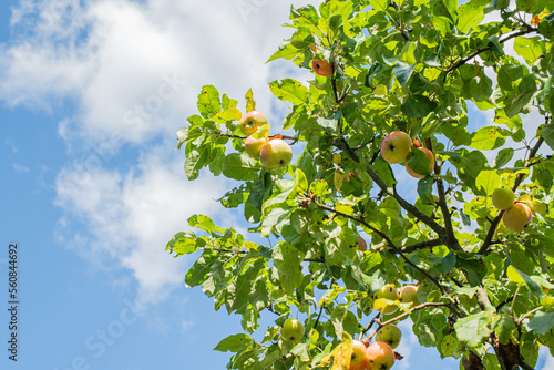 Ripe variety of yellow apples on an apple tree branch, blue sky background