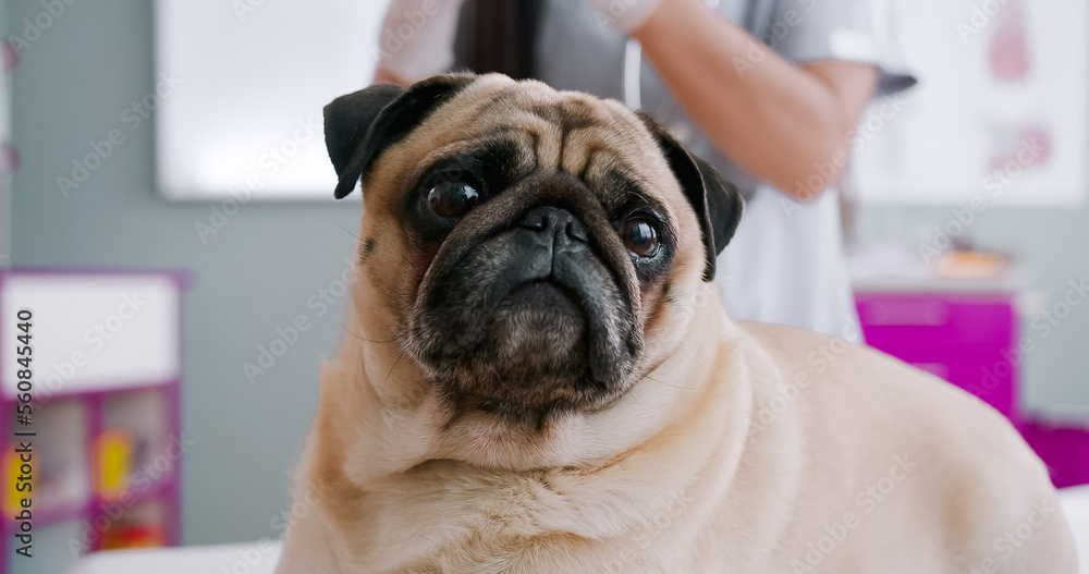 Portrait of mops dog in veterinary clinic. Dog having injury. Concept pets care, veterinary, healthy animals