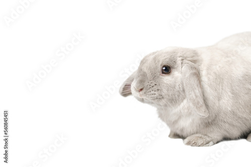Gray rabbit on a white background, isolate. Dwarf lop-eared rabbit.