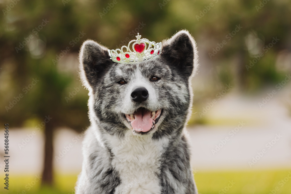 Akita Inu Grey Growth Chart Reliable Akita Size And Weight