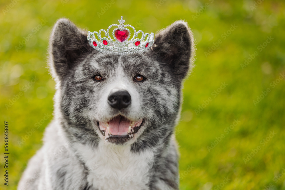 Crown akitas best sale