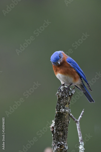 bluebird on a branch