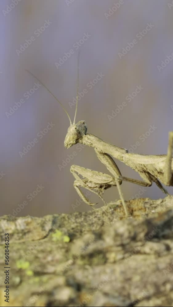 Vertical video, Close-up of female praying mantis sits on tree branch, masquerading against its background and looking around. Crimean praying mantis (Ameles heldreichi) Vertical video, Close-up of female praying mantis sits on tree branch, masquerading against its background and looking around. Crimean praying mantis (Ameles heldreichi)