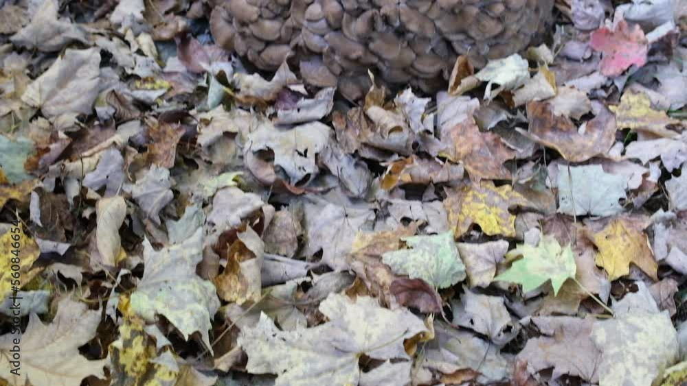 big mushrooms in the garden in the fall big mushrooms in the garden in the fall