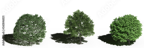 large tree with a shadow under it  isolated on white background  3D illustration  cg render