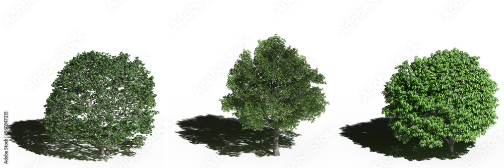large tree with a shadow under it, isolated on white background, 3D illustration, cg render large tree with a shadow under it, isolated on white background, 3D illustration, cg render