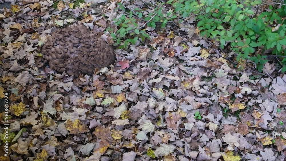 big mushrooms in the garden in the fall
