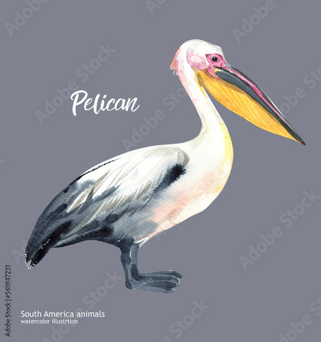 Pelican. Watercolor cute bird pelican. Hand painting postcard isolated on grey background. Ocean birds.