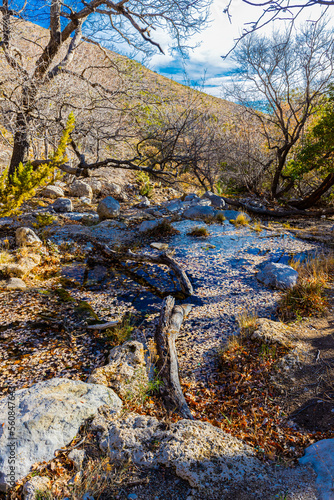 Fallen Leaves on Pool at Smith Springs Near Frijole Ranch, Guadalupe Mountains National Park, Texas, USA photo