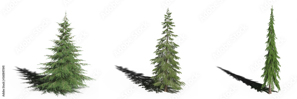 Fototapeta premium large tree with a shadow under it, isolated on white background, 3D illustration, cg render