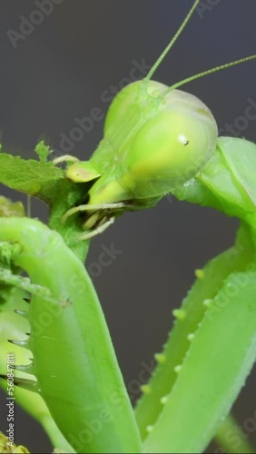 Vertical video, Time lapse, large female green praying mantis greedily eating green grasshopper sitting on tree branch covered with lichen. Transcaucasian tree mantis (Hierodula transcaucasica) photo