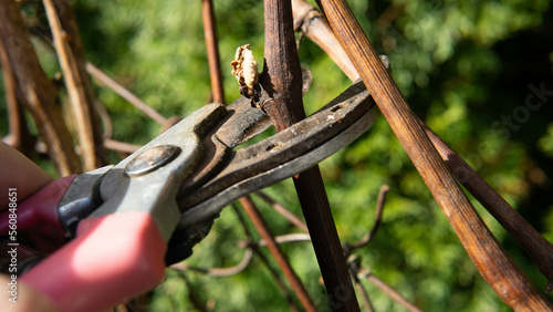 spring pruning of old grape shoots, spring cleaning in the garden 