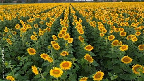 Aerial  of a sunflower field during golden sunrise 