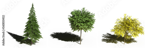 large tree with a shadow under it  isolated on a transparent background  3D illustration  cg render