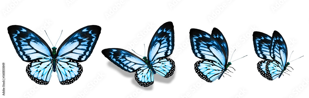 Fototapeta premium Color monarch butterflies, isolated on the white background