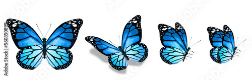 Photography Color monarch butterflies, isolated on the white background