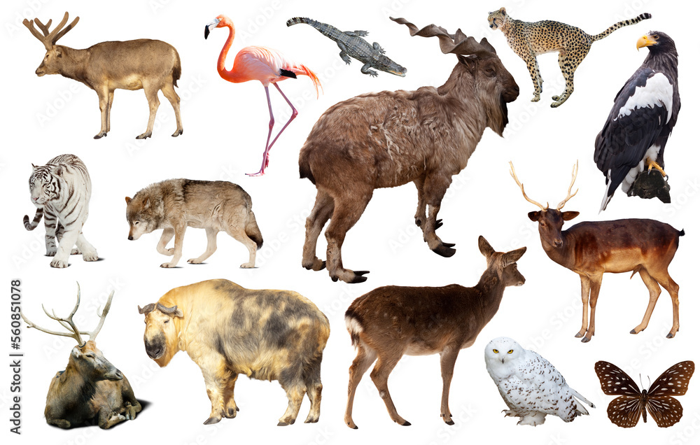 Obraz premium Set of various asian isolated wild animals including birds, mammals, reptiles and insects