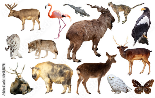 Set of various asian isolated wild animals including birds  mammals  reptiles and insects