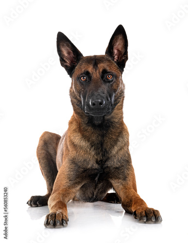  malinois in studio