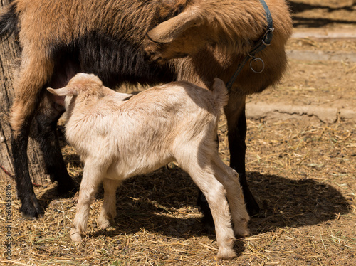 Alpine Goat Dairy Animal. Motherhood, the relationship between a mother and a newborn baby goat.