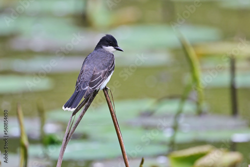 Bird on a branch photo