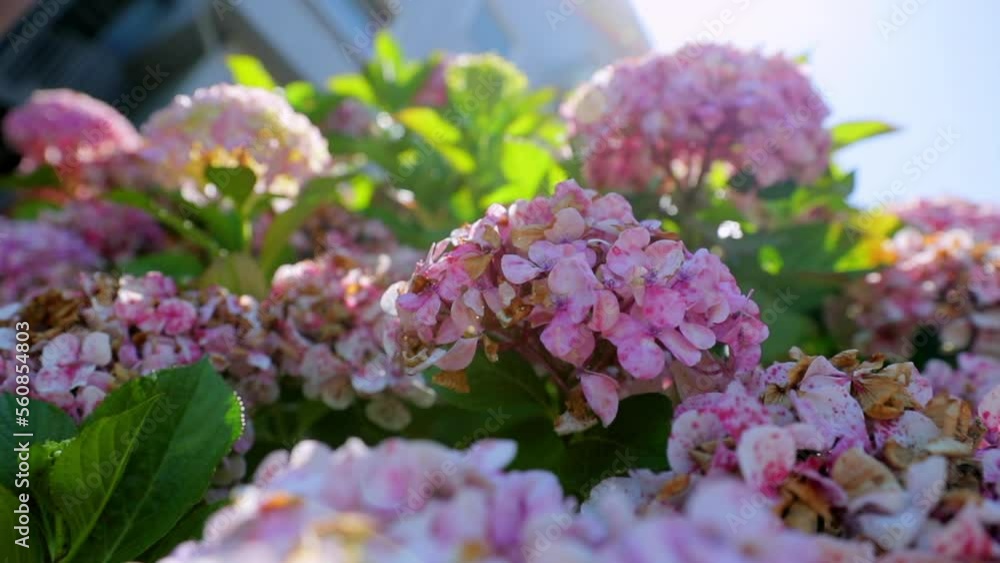 Slow Motion Shot Of Hydrangea Blooming Amidst Leaves At Park During Sunny Day - San Francisco, California Slow Motion Shot Of Hydrangea Blooming Amidst Leaves At Park During Sunny Day - San Francisco, California