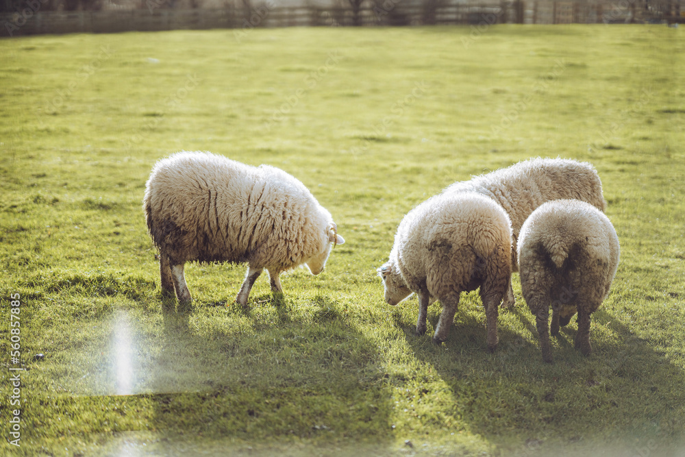 sheep and lambs sheep and lambs