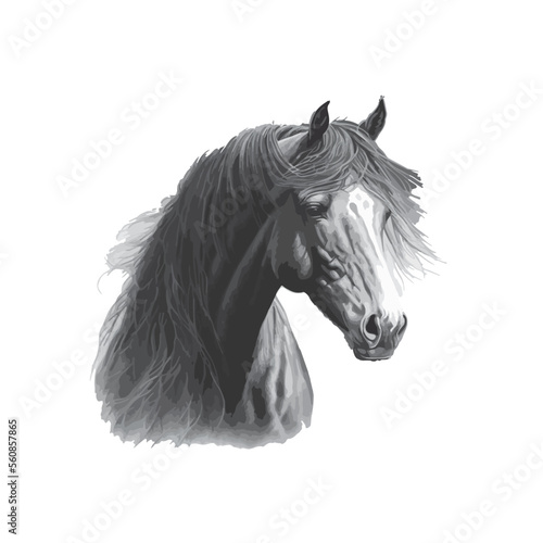 Portrait of a horse. Graphic, black white realistic drawing of a horse's head on a white background in a realistic style.