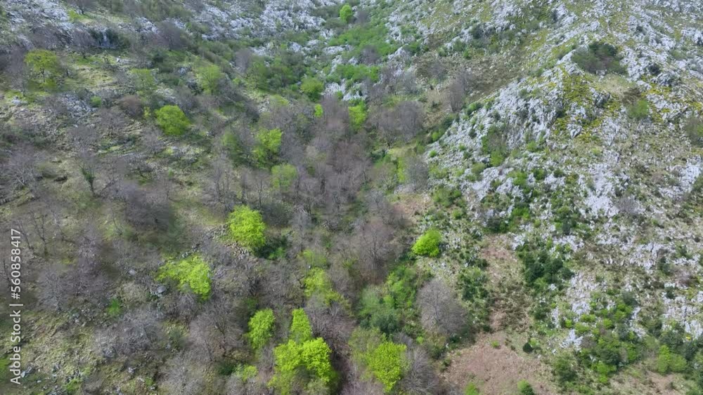 Aerial view from a drone of the spring landscape in the surroundings of the Sierra de Hornijo, Alto Ason, Ramales de la Victoria Municipality, Cantabria, Spain, Europe Aerial view from a drone of the spring landscape in the surroundings of the Sierra de Hornijo, Alto Ason, Ramales de la Victoria Municipality, Cantabria, Spain, Europe