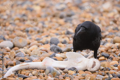 Close up view of a black crow on a rocky beach with a dead fish photo