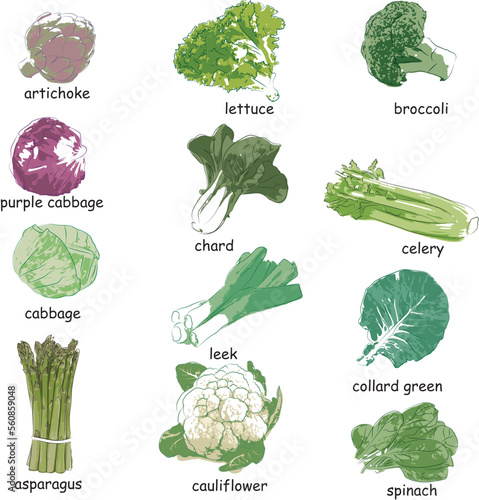 vectors of vegetables chard, celery, artichoke, lettuce, broccoli, cabbage, leek, green cabbage, asparagus, cauliflower and spinach for menu recipes and lists