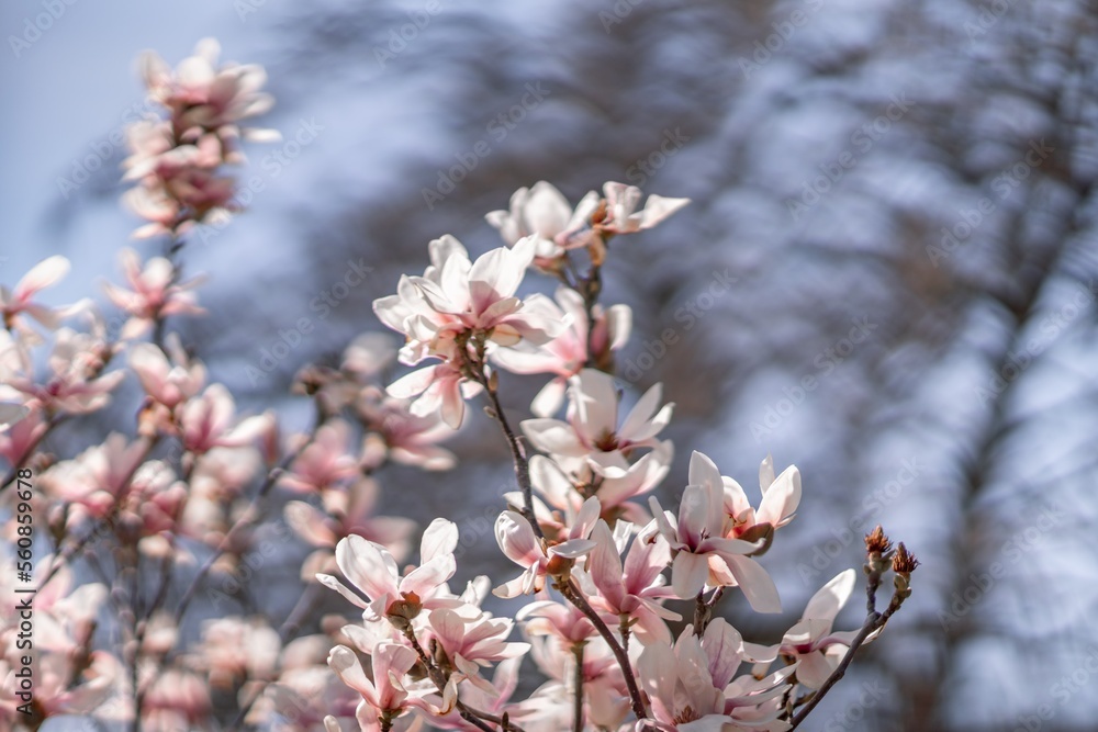 Blooming magnolia in spring against pastel bokeh blue sky and pink background, wide composition. Blooming magnolia in spring against pastel bokeh blue sky and pink background, wide composition.